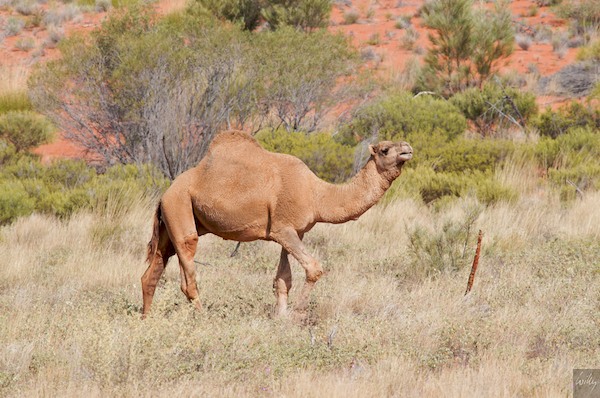 AustraliaAdelaide 10  122-1